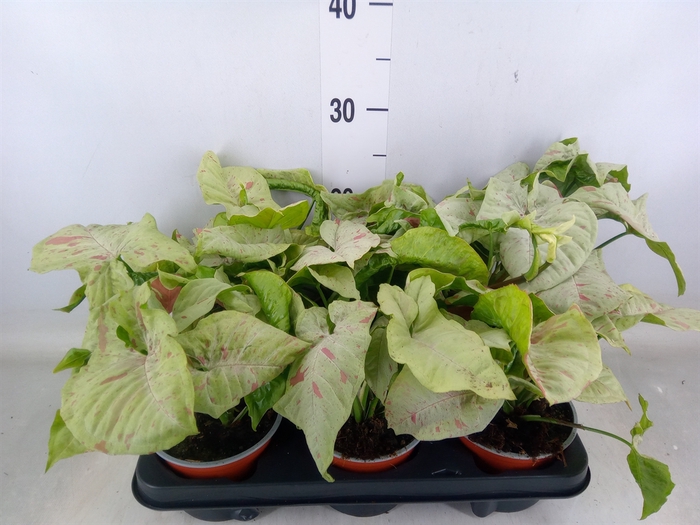 <h4>Syngonium   ...</h4>