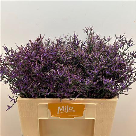 <h4>Lim Saf Dark Blue</h4>