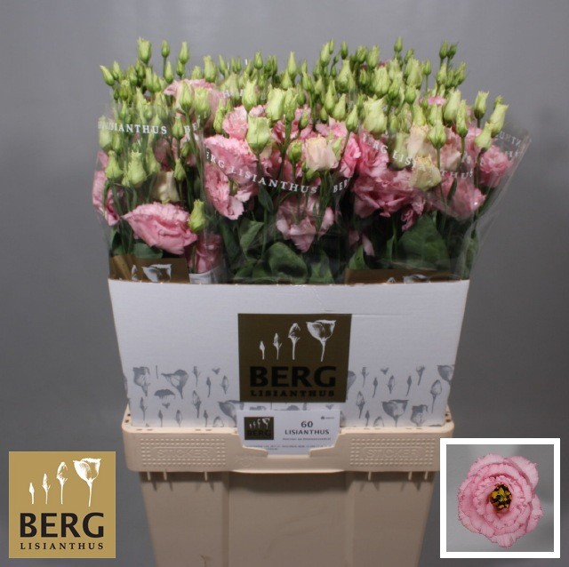 <h4>Lisianthus Alissa Light Pink</h4>