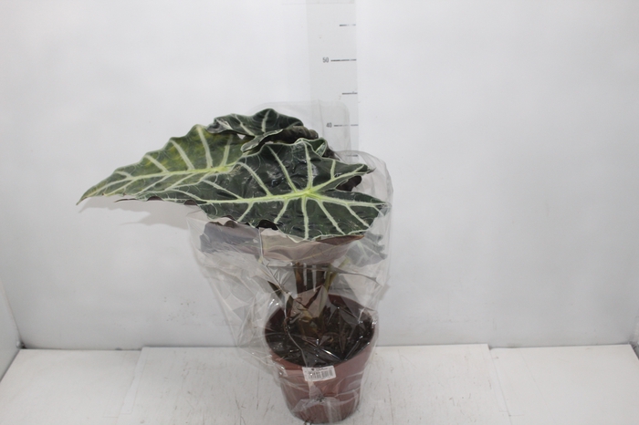 <h4>ALOCASIA POLLY P17</h4>