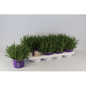 Lavendula angustifolia Essence Purple