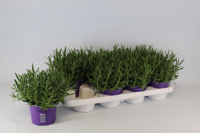 <h4>Lavendula angustifolia Essence Purple</h4>