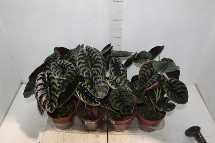 <h4>ALOCASIA CUPREA P15</h4>