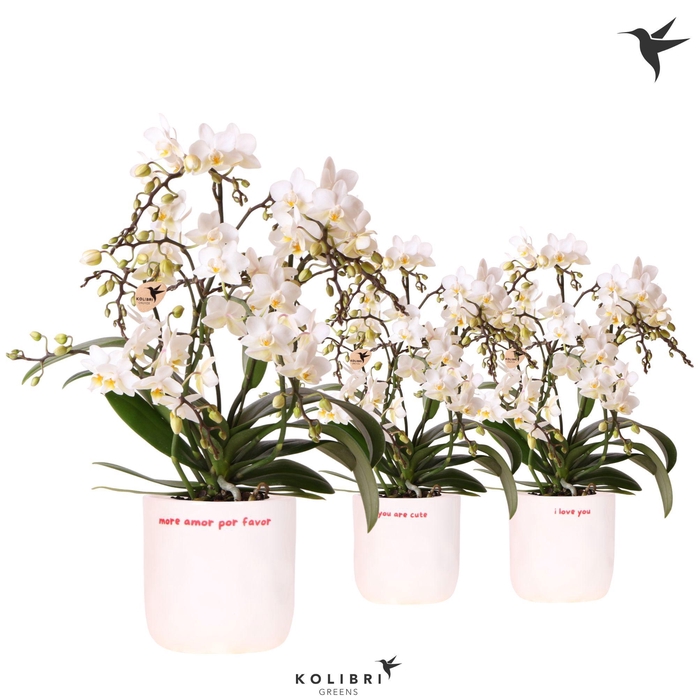 <h4>Kolibri Orchids Phalaenopsis Botanic 4 spike in Love pot mix</h4>