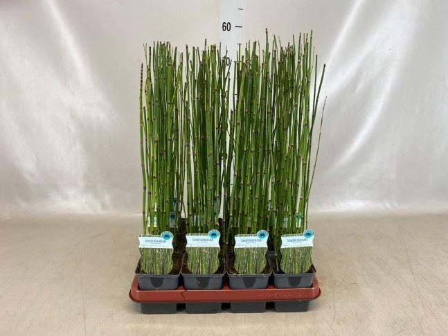 <h4>Equisetum hyemale</h4>