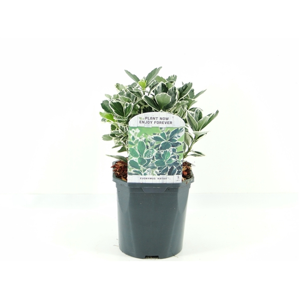 <h4>Euonymus jap. Kathy</h4>