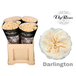 R GR DARLINGTON
