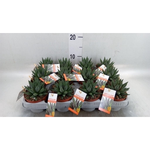 Haworthia   ...