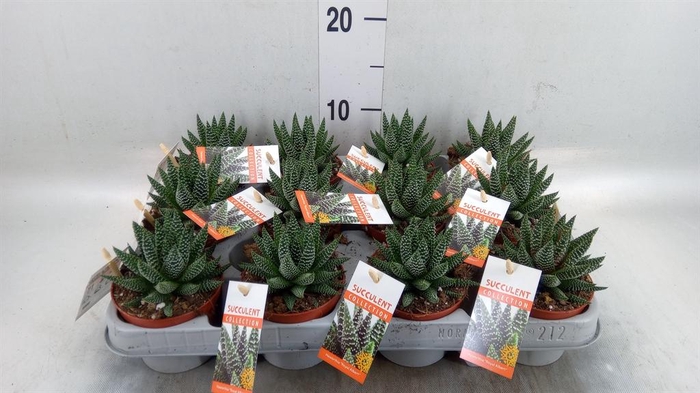 <h4>Haworthia   ...</h4>