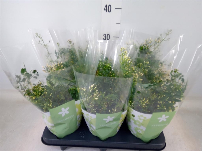 <h4>Jasminum polyanthum</h4>