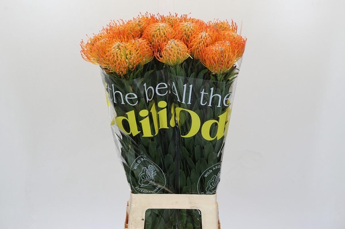 <h4>Nutans Ayoba Sun</h4>