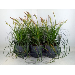 Carex oshimensis