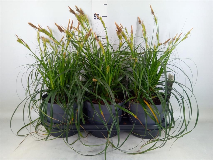 <h4>Carex oshimensis</h4>