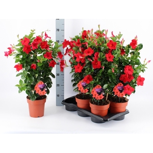 MANDE DI TOPAZE VERM