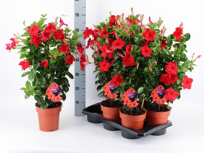 <h4>MANDE DI TOPAZE VERM</h4>