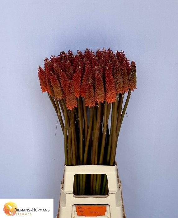 <h4>KNIP ALCAZAR</h4>
