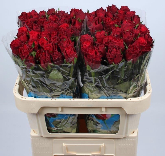 <h4>R GR UPPER CLASS</h4>