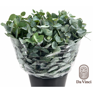 Euc. Cinerea Da Vinci Short
