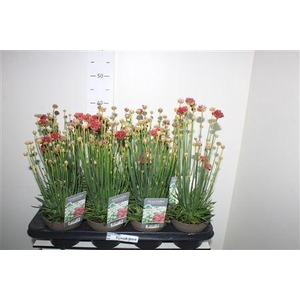 Armeria Maritima