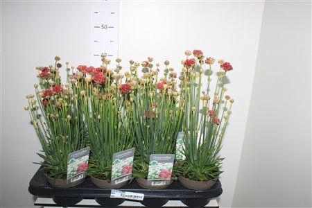 <h4>Armeria Maritima</h4>