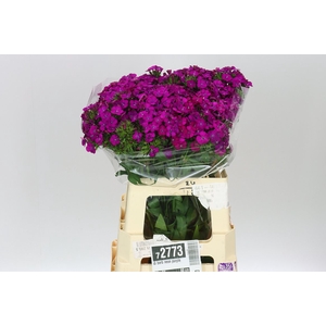 Di Barb Neon Purple