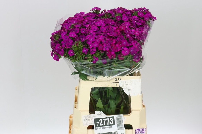 <h4>Di Barb Neon Purple</h4>