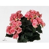 Begonia Du Roze