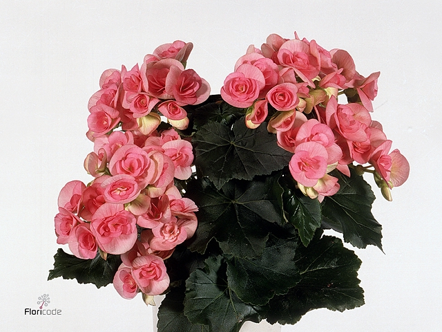 Begonia Du Roze