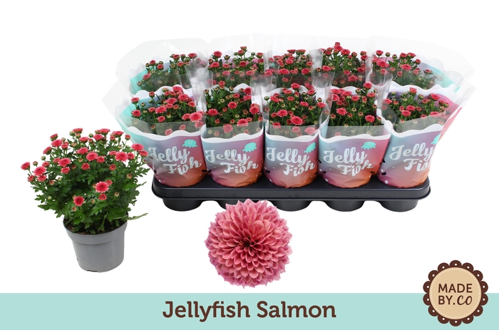 <h4>Chrysant Jellyfish Salmon</h4>