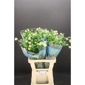 Ran Butterfly Ariadne 70cm