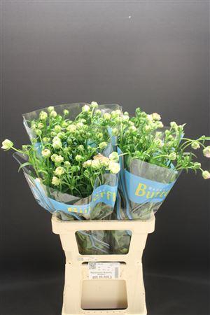 <h4>Ran Butterfly Ariadne 70cm</h4>