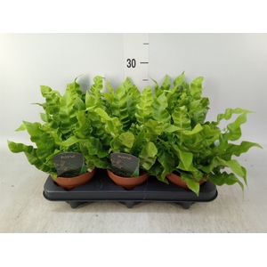 Asplenium nidus 'Crispy Wave'