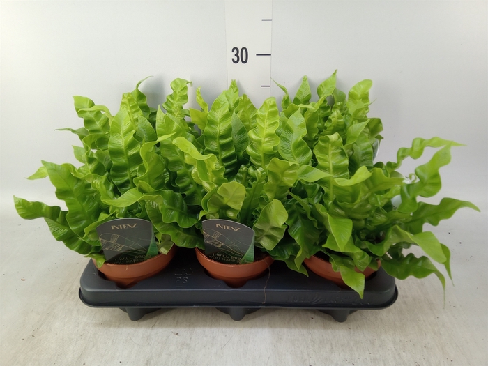 <h4>Asplenium nidus 'Crispy Wave'</h4>
