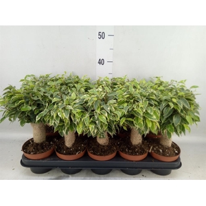 Ficus benja. 'Kinky'