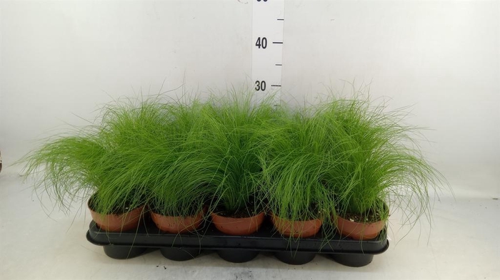 <h4>Stipa tenuifolia</h4>