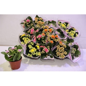 arr8 Kal Ge Gem 5 Kl