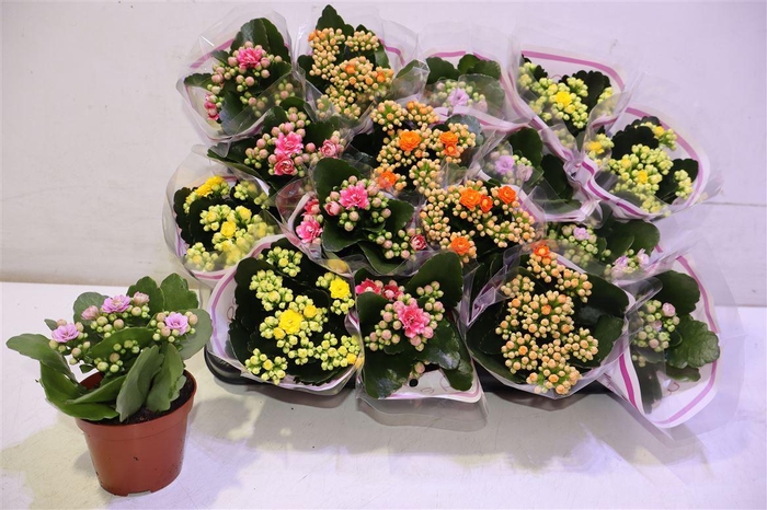 <h4>arr8 Kal Ge Gem 5 Kl</h4>