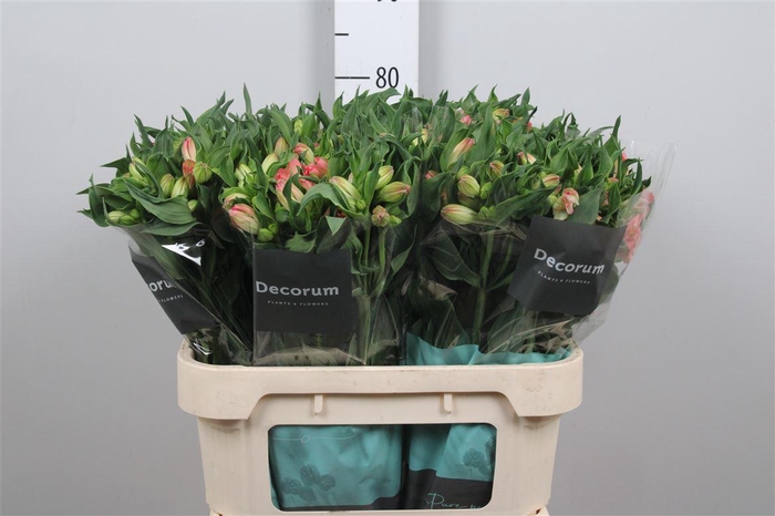 <h4>Alstr True Dream</h4>