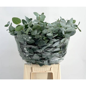 Leaf eucalyptus cinerea da vinci per bunch