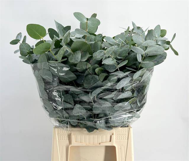 <h4>Leaf eucalyptus cinerea da vinci per bunch</h4>