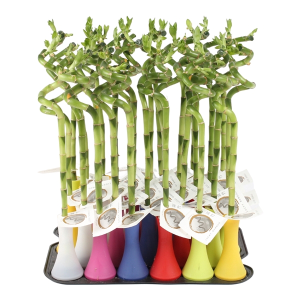 <h4>Lucky Bamboo Stem Spiral 40cm in Tube cover Colormix</h4>