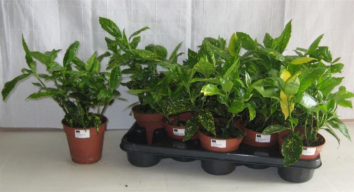 <h4>Aucuba japonica 'Crotonifolia'</h4>