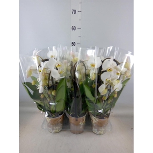 Phalaenopsis  'Elegant Cascade'