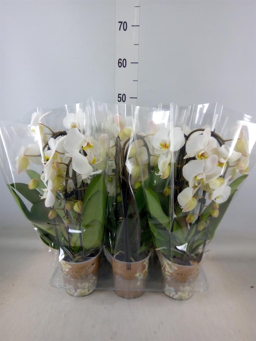 <h4>Phalaenopsis  'Elegant Cascade'</h4>