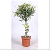 OLEA EUROPAEA