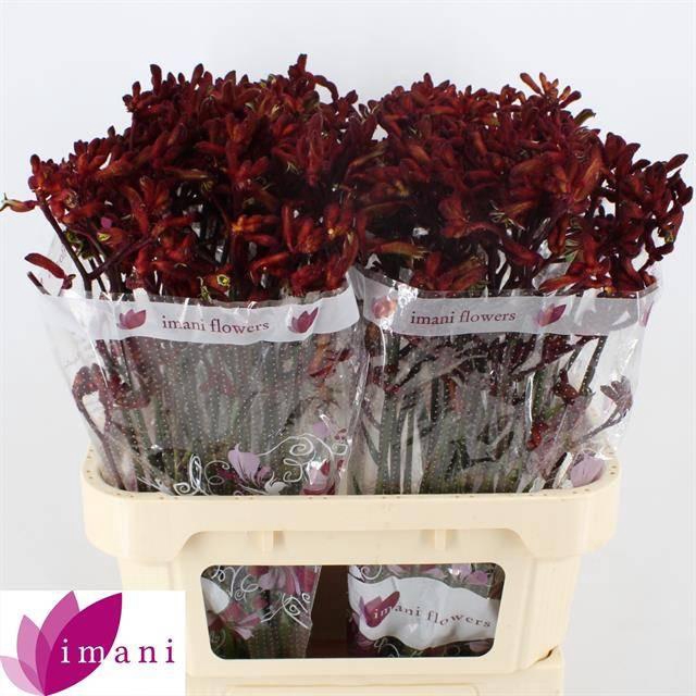 <h4>Anigozanthos Early Spring</h4>