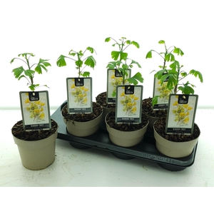 GINKGO BILOBA