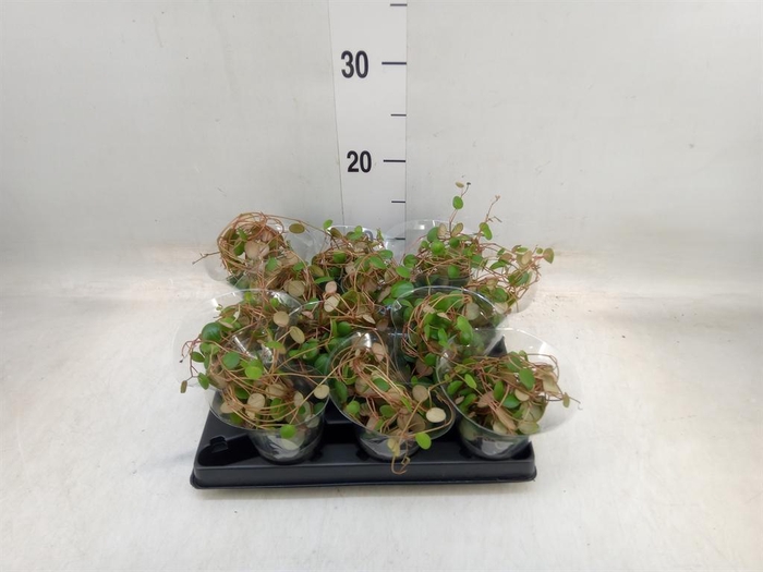 <h4>Peperomia</h4>