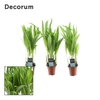 Tiny Pammy (Areca) (Decorum)