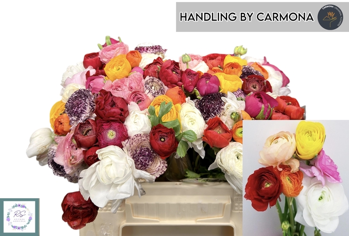 <h4>RAN GEM IN BOS</h4>